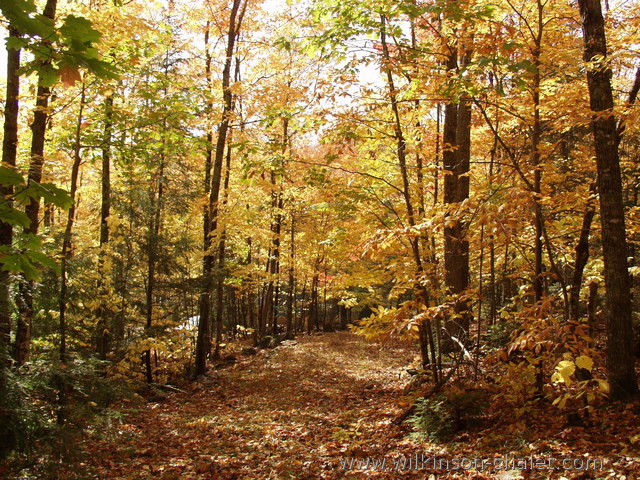 Path during the Fall, 
       Lac des trente et un milles (31 miles lake),
       Bouchette, Quebec